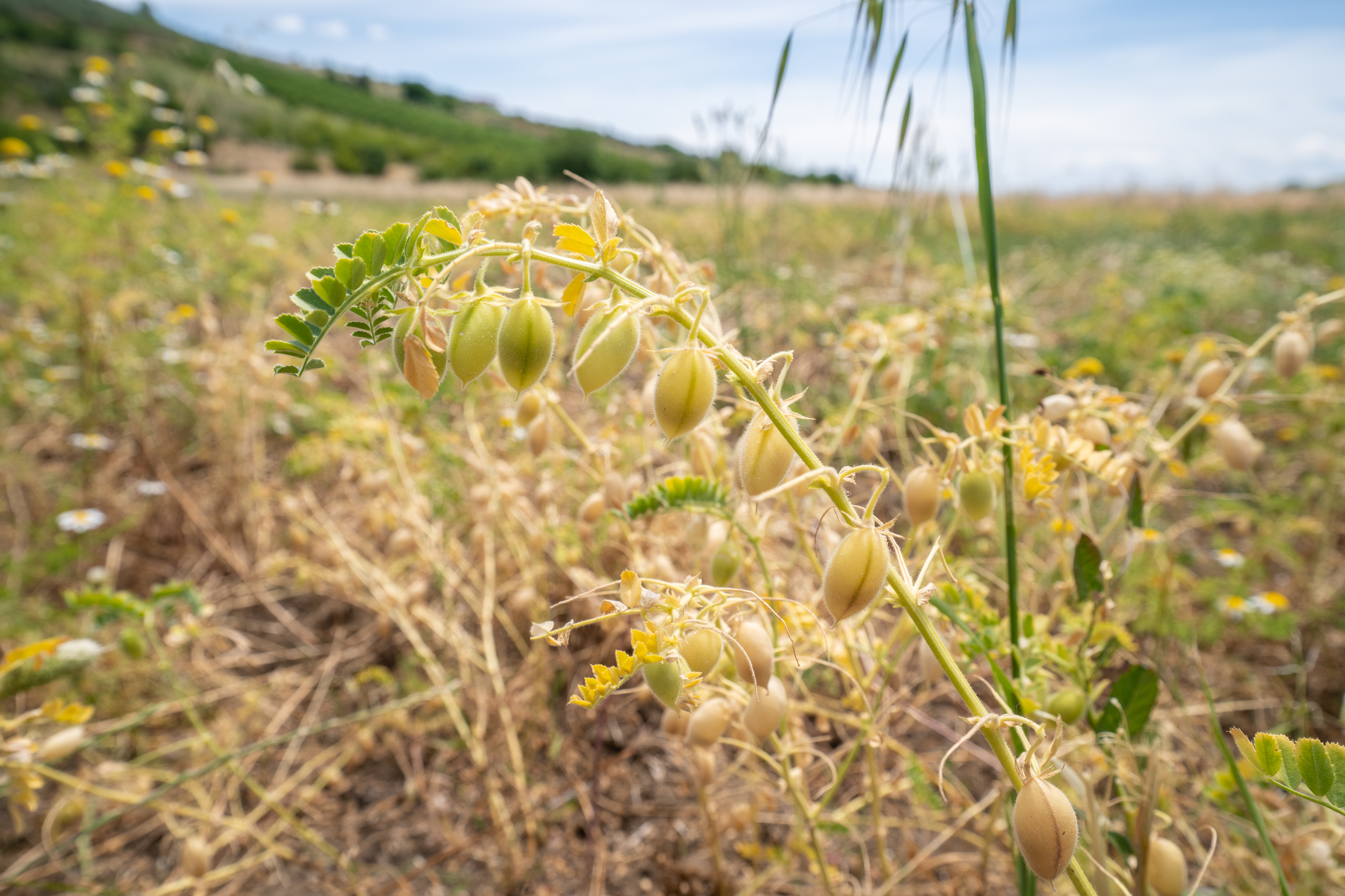 SHEILA TOUR KARDITSA-20